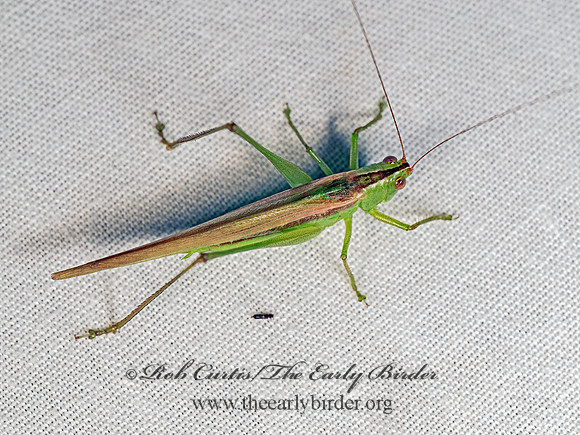 Conocephalus fasciatus SLENDER MEADOW KATYDID 8042726z-