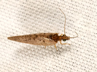 Hemerobius stigma BROWN PINE LACEWING 9081747z