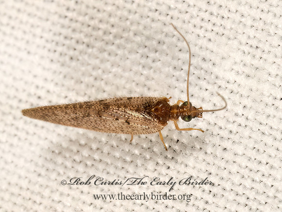 Hemerobius stigma BROWN PINE LACEWING 9081747z