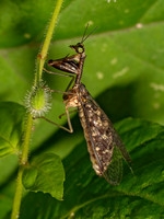 Dicromantispa sayi SAY'S MANTISFLY 9097766z