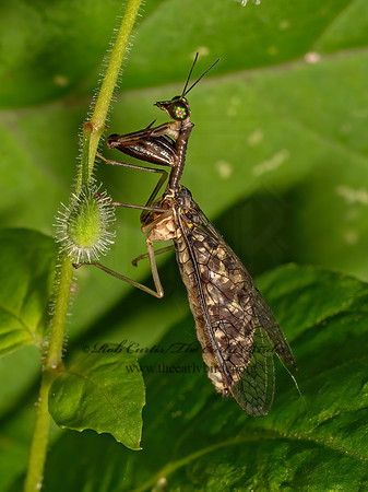 Dicromantispa sayi SAY'S MANTISFLY 9097766z