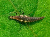 Micromus BROWN LACEWING 9090329z