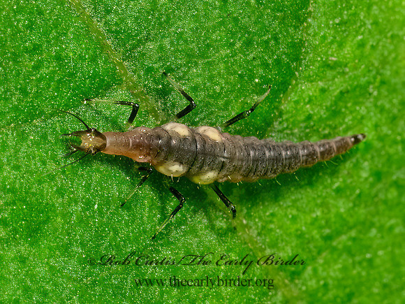 Micromus BROWN LACEWING 9090329z