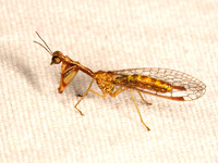 Leptomantispa pulchella BEAUTIFUL MANTIDFLY 9083904z
