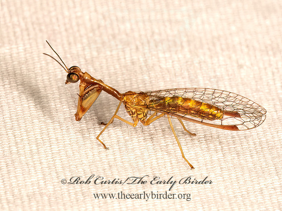 Leptomantispa pulchella BEAUTIFUL MANTIDFLY 9083904z