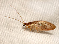 Hemerobius stigma BROWN PINE LACEWING 9081749z