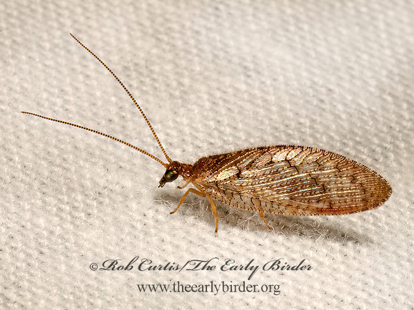 Hemerobius stigma BROWN PINE LACEWING 9081749z