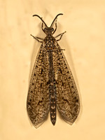 0 new Neuroptera