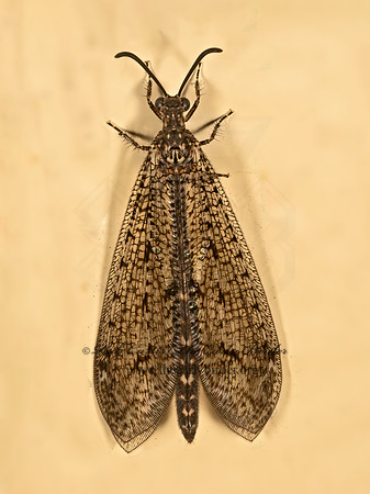 Brachynemurus nebulosus LONGTAILED ANTLION 9081818z