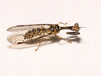 Dicromantispa sayi SAY'S MANTIDFLY 9098002z