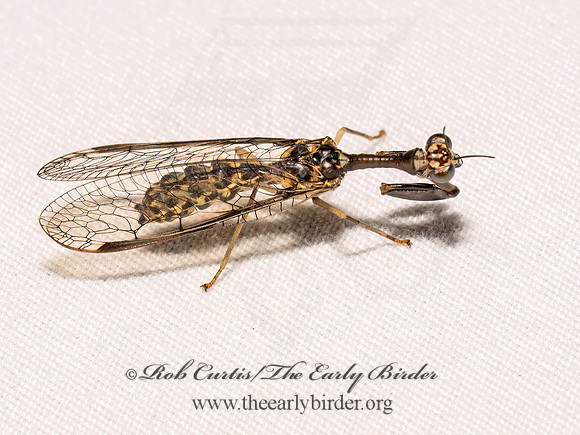 Dicromantispa sayi SAY'S MANTIDFLY 9098002z