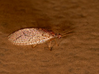 Micromus posticus BROWN LACEWING 8042614z