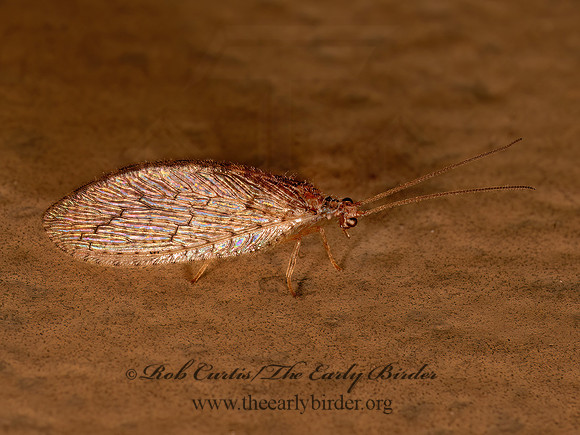 Micromus posticus BROWN LACEWING 8042614z