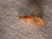 Micromus posticus BROWN LACEWING 8043020z