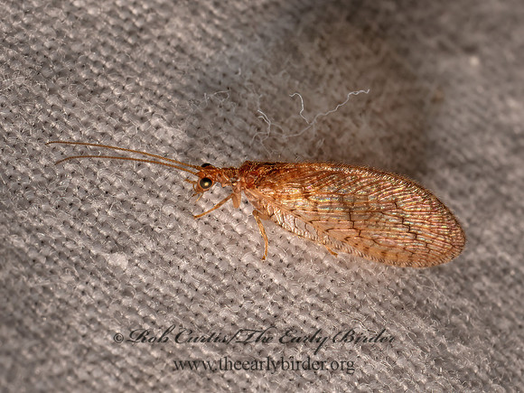 Micromus posticus BROWN LACEWING 8043020z