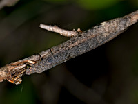 Myrmeleon immaculatus ANTLION 8040922z