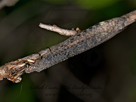Myrmeleon immaculatus ANTLION 8040922z
