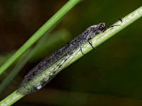 Myrmeleon immaculatus ANTLION 8040458z