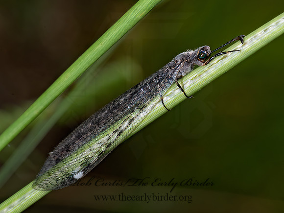 Myrmeleon immaculatus ANTLION 8040458z