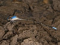 0 new Odonata