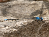 Argia apicalis BLUE-FRONTED DANCER 9082750z