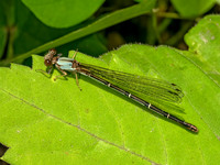 Argia apicalis BLUE-FRONTED DANCER 9081091z