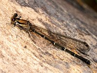 Argia tibialis BLUE-TIPPED DANCER 9079320z