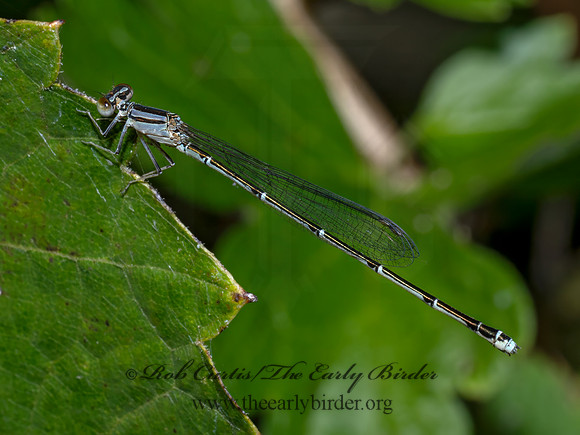 Enallagma BLUET DAMSELFLY Enallagma BLUET DAMSELFLY 9090525z
