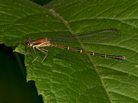 Argia tibialis BLUE-TIPPED DANCER 9079061z