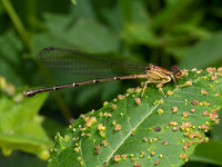 Argia DANCER DAMSELFLY 9069122z