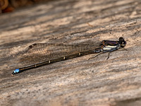 Argia tibialis BLUE-TIPPED DANCER 9079324z