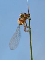 Enallagma civile FAMILIAR BLUET 9069120z