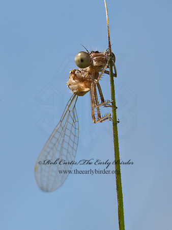 Enallagma civile FAMILIAR BLUET 9069120z