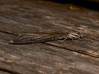 Argia tibialis BLUE-TIPPED DANCER 9079325z