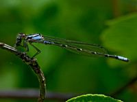 Enallagma geminatum SKIMMING BLUET 9079824z