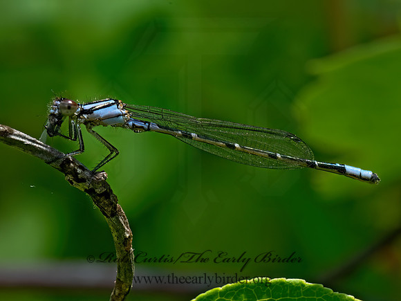 Enallagma geminatum SKIMMING BLUET 9079824z