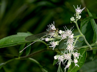 Enallagma BLUET~ 9069318z