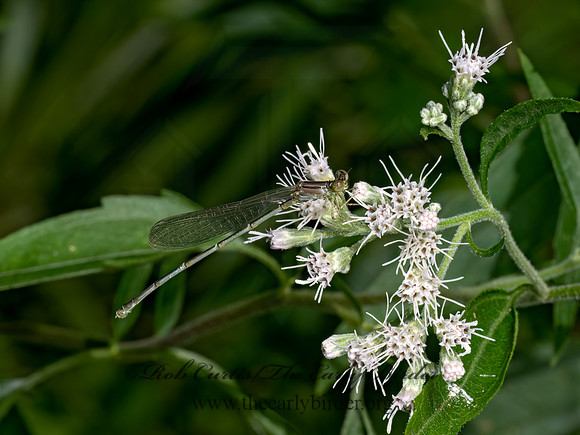 Enallagma BLUET~ 9069318z