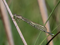 Enallagma BLUET DAMSELFLY~ 9069105z