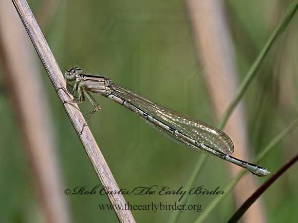 Enallagma BLUET DAMSELFLY~ 9069105z