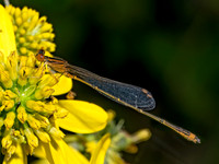 Enallagma signatum ORANGE BLUET 9090532z