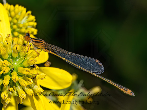 Enallagma signatum ORANGE BLUET 9090532z