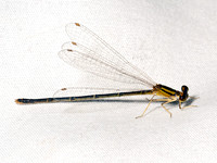 Enallagma~ TAN DAMSEL 9084122z