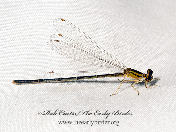Enallagma~ TAN DAMSEL 9084122z