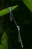 Enallagma traviatum SLENDER BLUET 9081050z