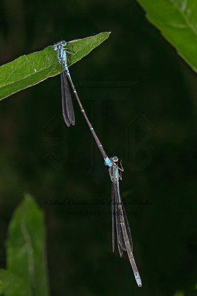 Enallagma traviatum SLENDER BLUET 9081050z