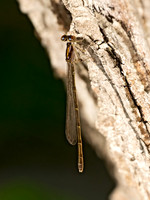 Ischnura FORKTAIL DAMSELFLY~ 9081059z