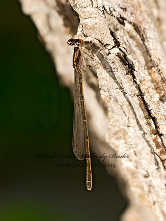 Ischnura FORKTAIL DAMSELFLY~ 9081059z