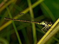 Ischnura posita FRAGILE FORKTAIL 9078477z