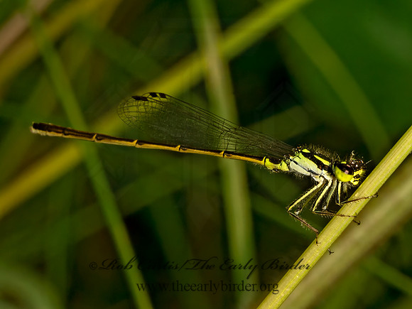 Ischnura posita FRAGILE FORKTAIL 9078477z